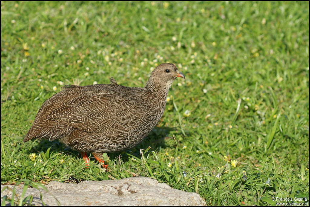 Francolin criard