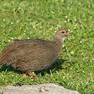 Francolin criard
