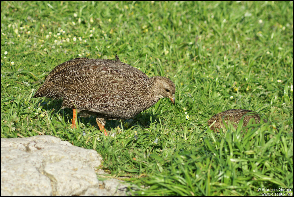 Francolin criard femelle