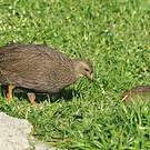 Francolin criard