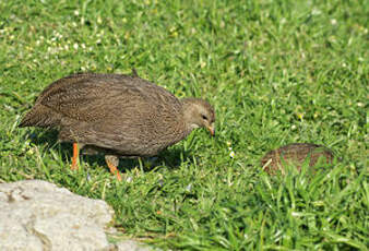 Francolin criard