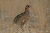 Francolin de Swainson