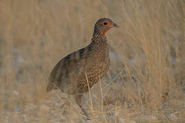 Francolin de Swainson