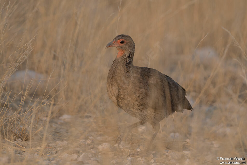 Francolin de Swainson