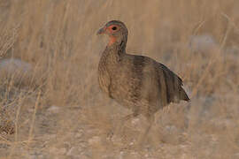 Francolin de Swainson