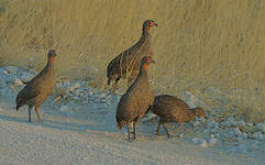 Francolin de Swainson