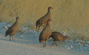 Swainson's Spurfowl