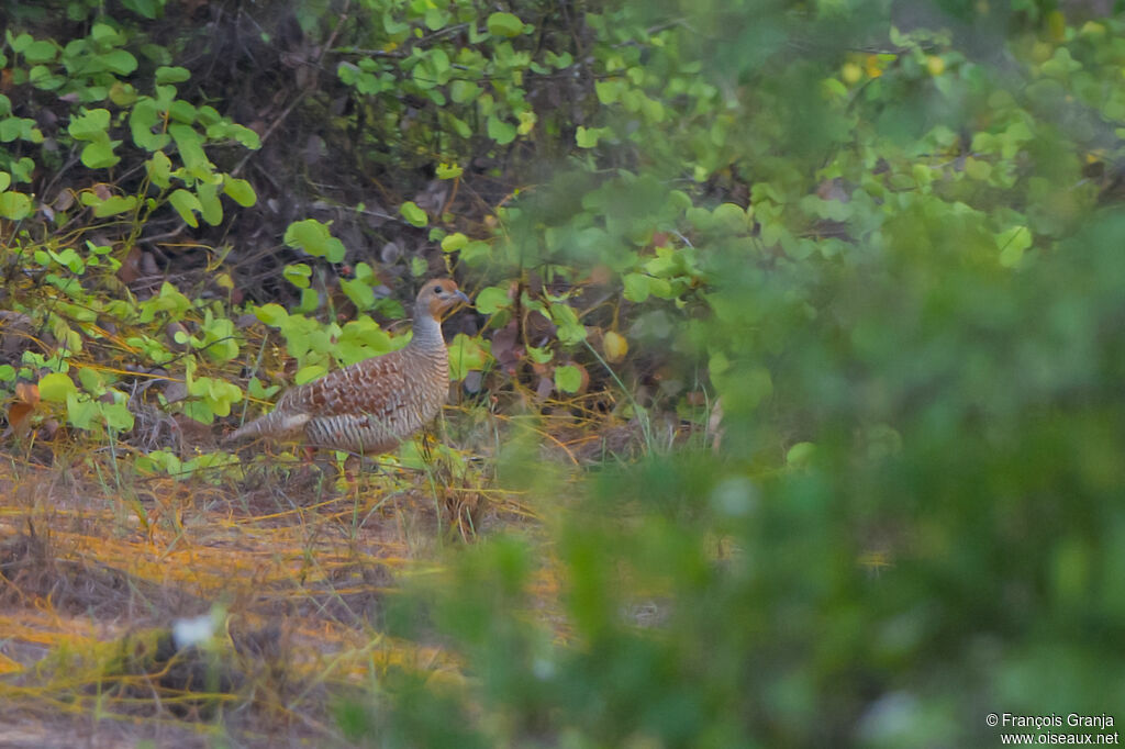 Francolin gris