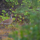 Francolin gris