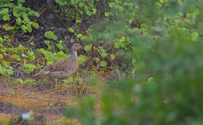 Grey Francolin