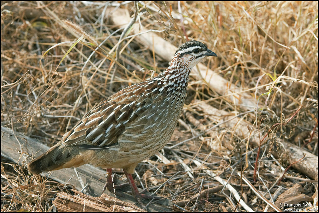 Crested Francolin