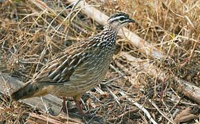 Francolin huppé