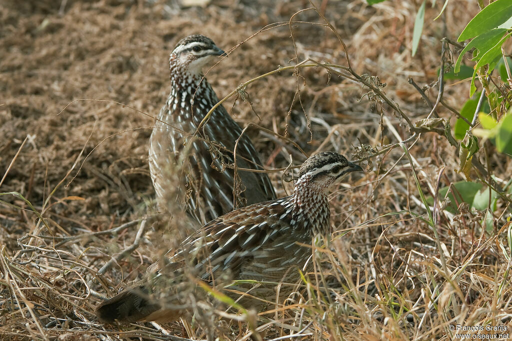 Francolin huppé 