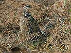 Francolin huppé