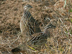 Francolin huppé