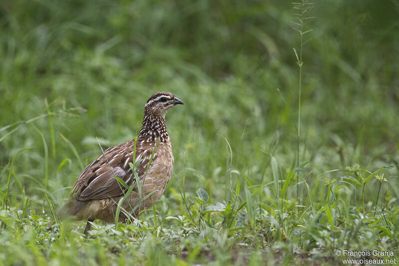 Francolin huppéadulte