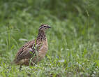 Francolin huppé