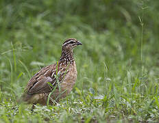 Crested Francolin