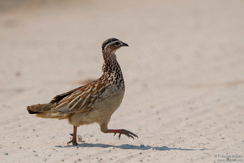 Francolin huppé