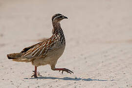 Francolin huppé