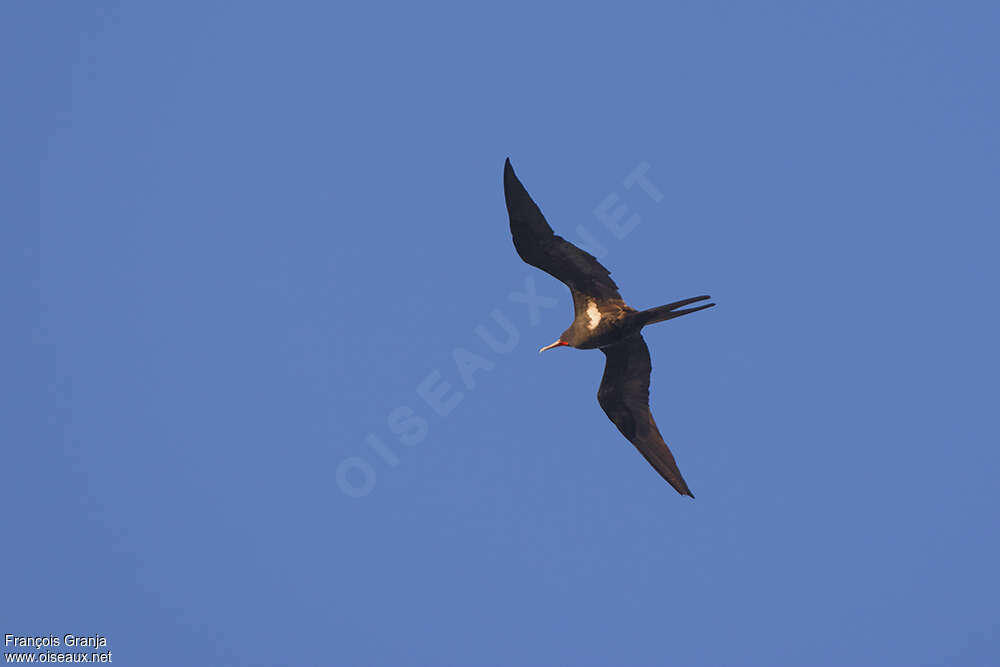 Lesser Frigatebird male adult, identification