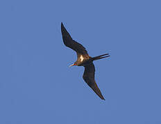 Lesser Frigatebird