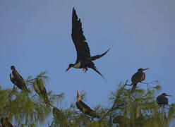 Great Frigatebird