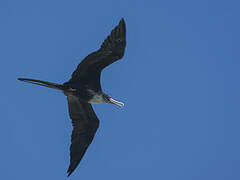 Great Frigatebird