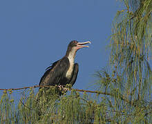 Great Frigatebird