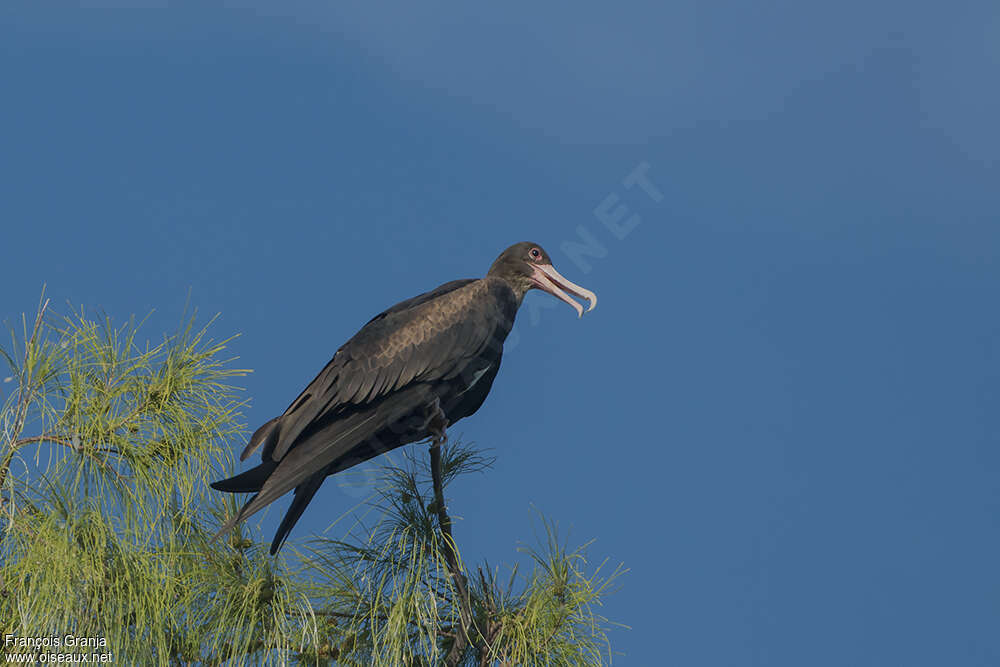 Frégate du Pacifique femelle adulte, identification