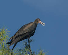 Great Frigatebird