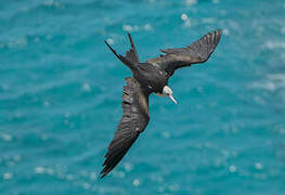 Great Frigatebird