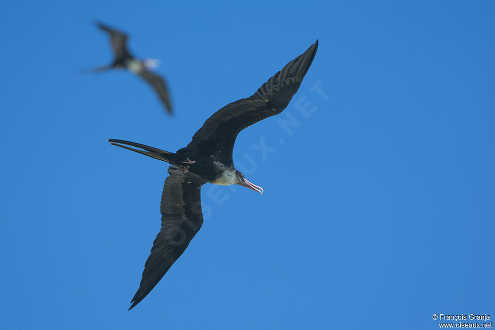 Great Frigatebird female adult