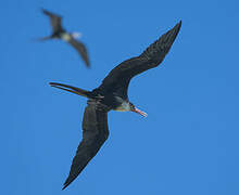 Great Frigatebird