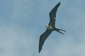 Magnificent Frigatebird