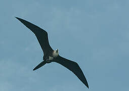 Magnificent Frigatebird