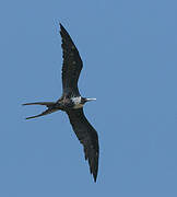 Magnificent Frigatebird