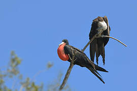 Magnificent Frigatebird