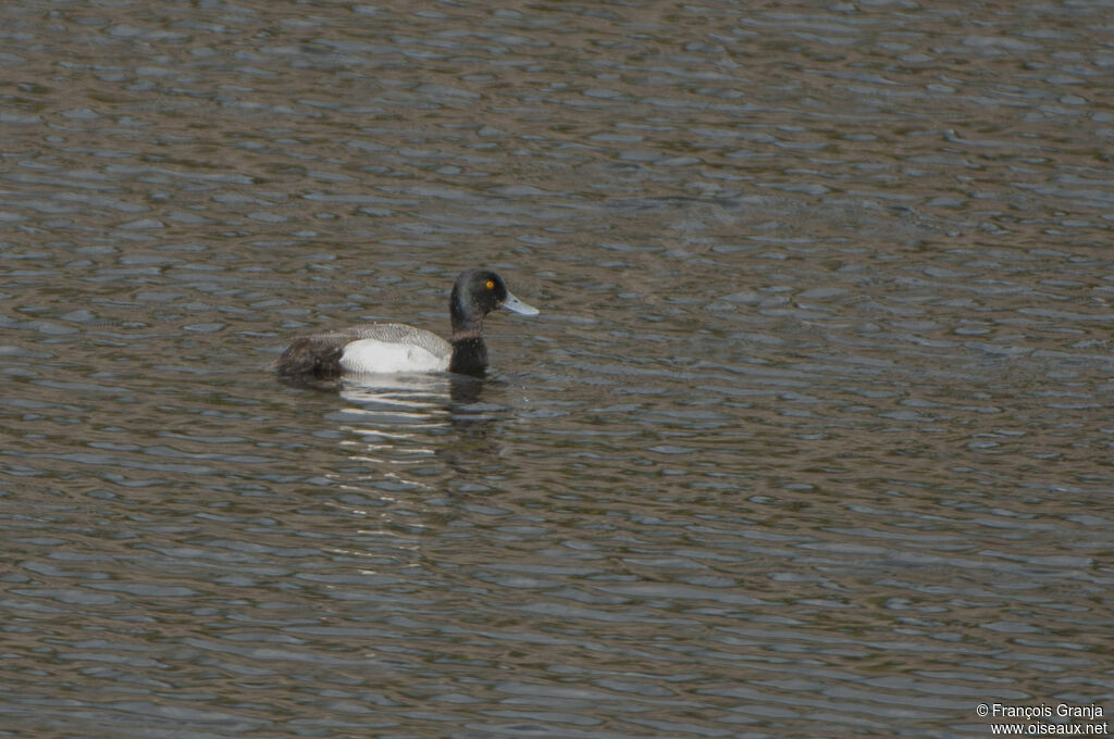 Lesser Scaup