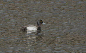 Lesser Scaup