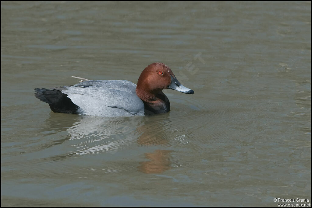 Common Pochard male adult