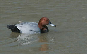 Common Pochard