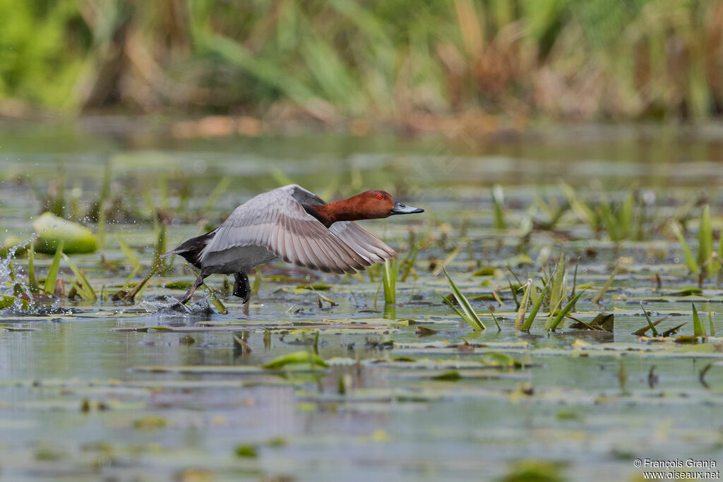 Common Pochard