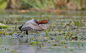 Common Pochard