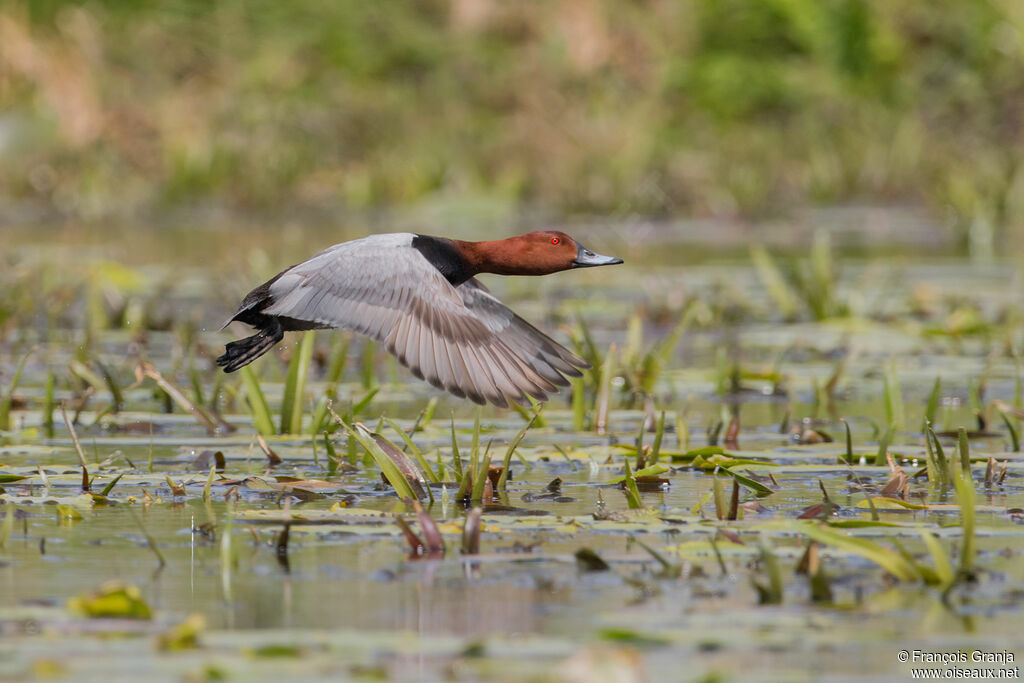 Common Pochard