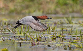 Common Pochard