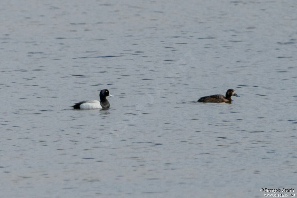 Greater Scaupadult