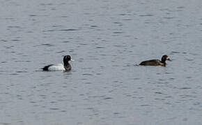 Greater Scaup