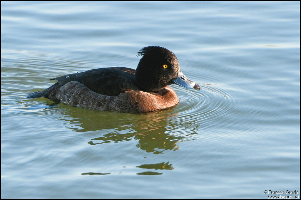 Tufted Duck female adult