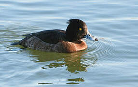 Tufted Duck